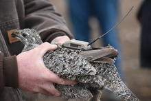 Female Sage Grouse with transmitter