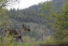 moose near Black Lake, Panhandle Region