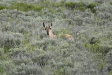 Pronghorn antelope