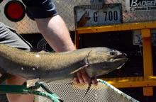 Chinook salmon