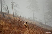 Mule deer buck in the Myrtle Creek Preserve