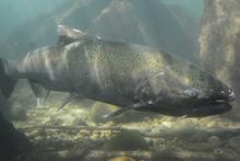 Chinook salmon