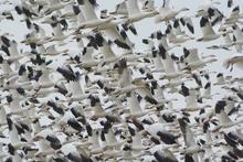 snow geese flock w95[.jpeg