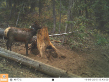 Collared game camera elk