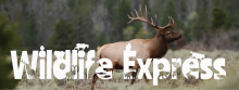 Large bull elk with antlers standing in sagebrush with forest background with the words Wildlife Expres