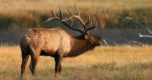 Yellowstone elk