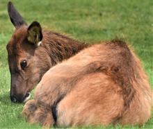 elk_calf_upper_snake.jpg