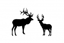 elk_deer_combo