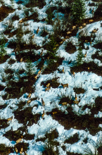 elk_herd_aerial_view_snow_good