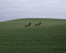 Cow elk in agricultural field