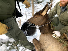 elk_with_garden_materials_around_its_neck