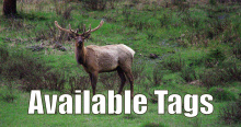 Elk in velvet, available CH tags