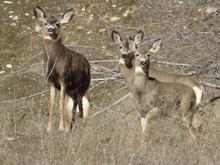 mule deer 1170.jpeg