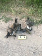 geese_hit_by_vehicle_near_bloomington_july_2022