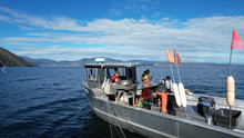 Gill netting for walleye on Lake Pend Oreille