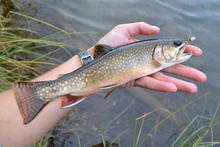 Brook trout from Gold Creek Lake