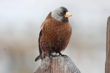 gray-crowned_rosy-finch