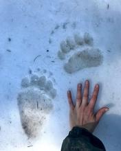 Grizzly Bear Track