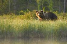 grizzly bear in meadow