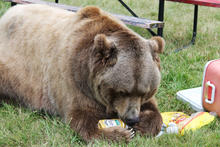 grizzly_in_camp