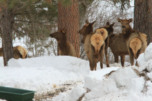 Feeding Elk in Garden Valley in January 2017