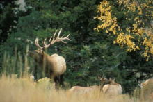 Bugling Elk