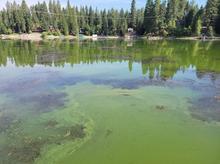 Algae in north Hayden Lake