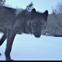 Wolf Trail Cam 11.jpeg