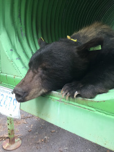 Black bear captured at Pocatello Zoo 2018