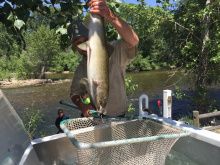 chinook salmon [planted in the Boise River 2018