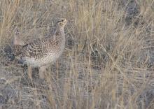 Sharp-tailed grouse