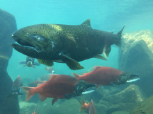 Chinook salmon at MK Nature Center 2017