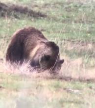 Island Park Grizzly