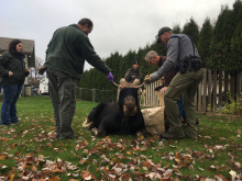 Moose in Lewiston