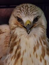 Rough Legged Hawk