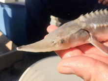 Juvenile white sturgeon - CJ Strike Reservoir