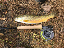 Tiger Trout Caught in Big Lake