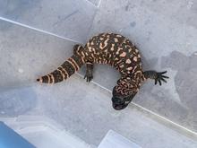 Gila Monster