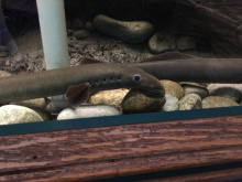 Pacific Lamprey MKNC