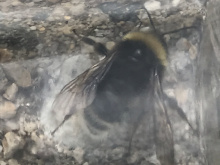 Bombus occidentalis in jar