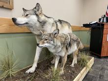 Taxidermy of a wolf and coyote for comparison