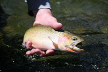 Westslope Cutthroat Trout