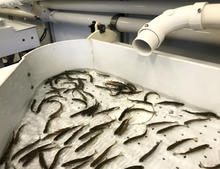 juvenile_steelhead_marking_magic_valley_hatchery_august_2019