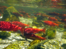 Kokanee migrating upstream to spawn