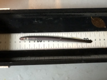 Lamprey Measured