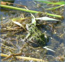 Idaho wetland frog