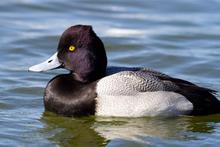 Lesser scaup