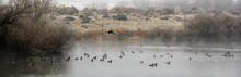 mallard_drake_landing_hagerman_wma_nov_2019