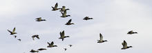 mallards_in_flight_hagerman_wma_nov_2019