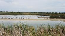 Market Lake Waterfowl